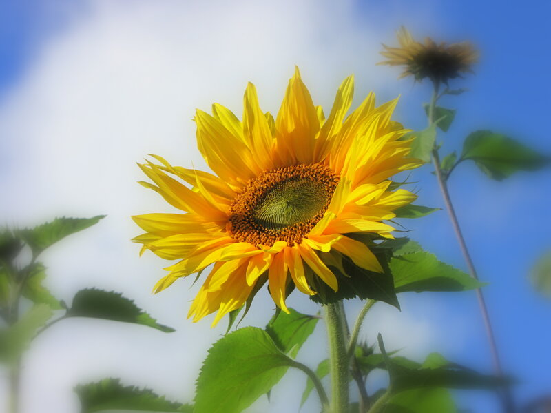 Sunflower in Bloom — Yellow, Serene