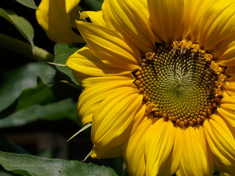 Sunflower in Bloom — Yellow
