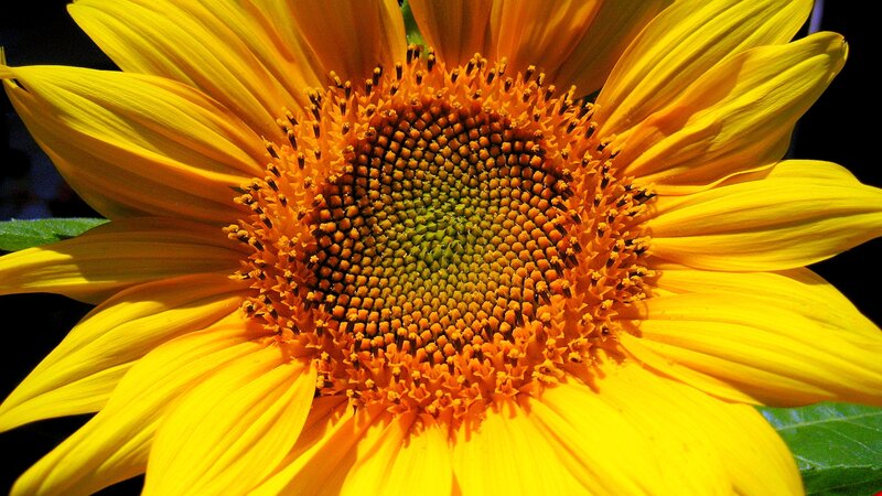 Sunflower in Bloom — Yellow, Vibrant, Afternoon, Photograph, Petals