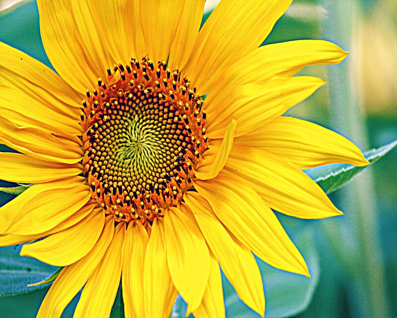 Sunflower in Bloom — Yellow, Vibrant, Afternoon