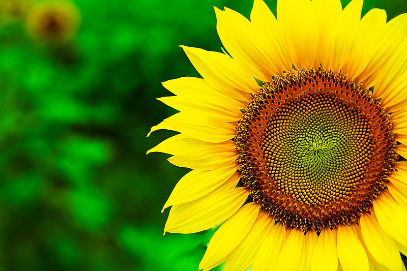 Sunflower in Bloom — Yellow, Vibrant, Summer, Photograph