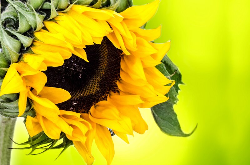 Sunflower in Bloom — Yellow, Vibrant, Summer