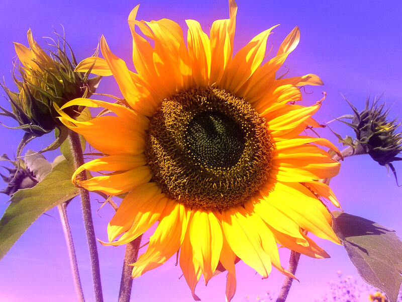 Sunflower in Bloom — Yellow, Vibrant