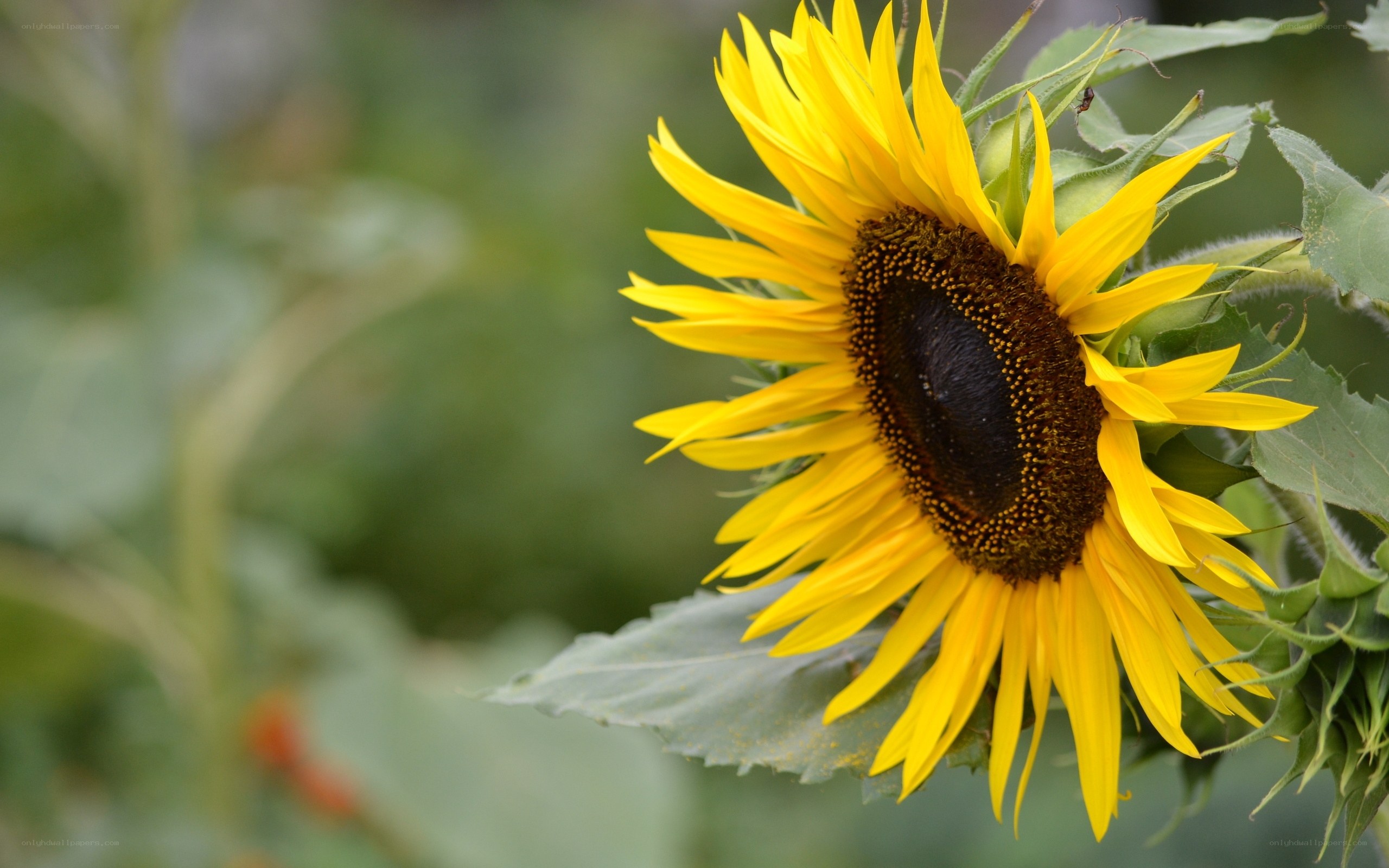Sunflower in bloom