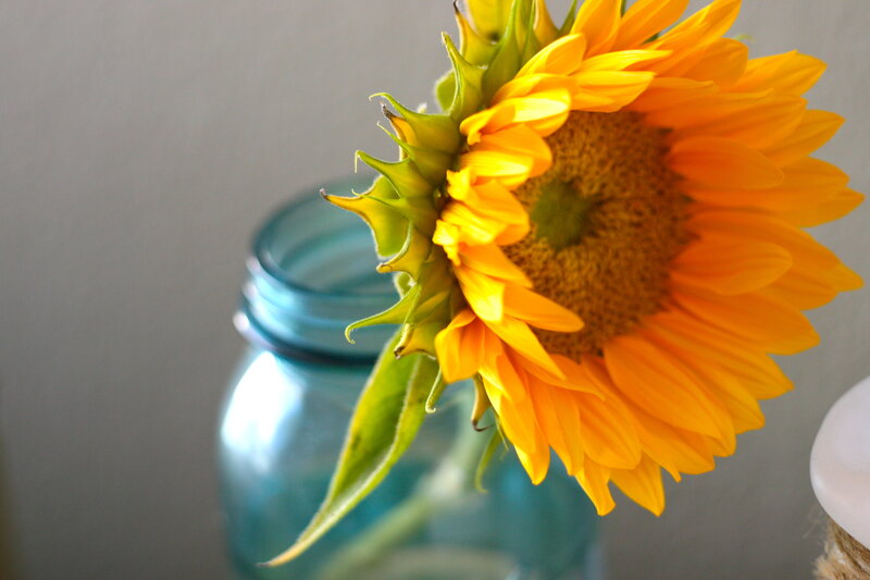 Sunflower in Blue Jar