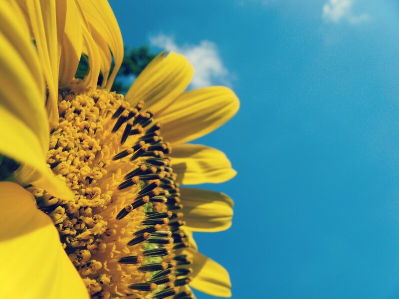 Sunflower in Blue Sky — Yellow, Serene