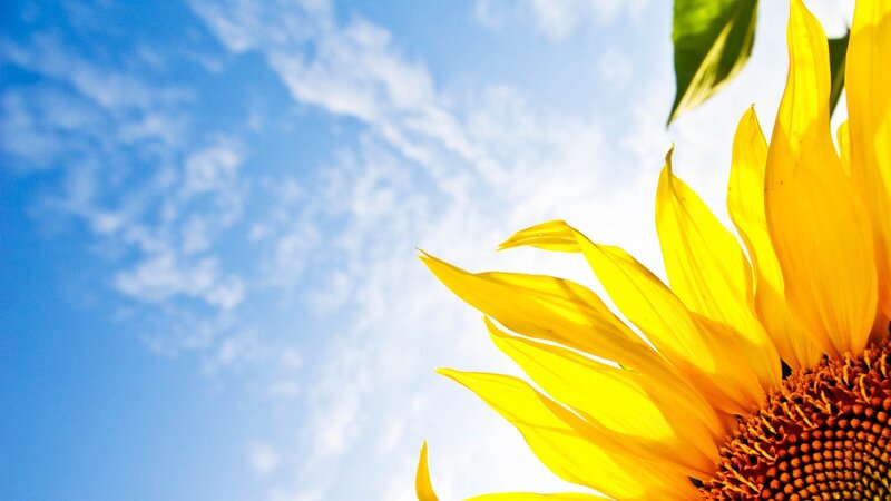Sunflower in Blue Sky — Yellow