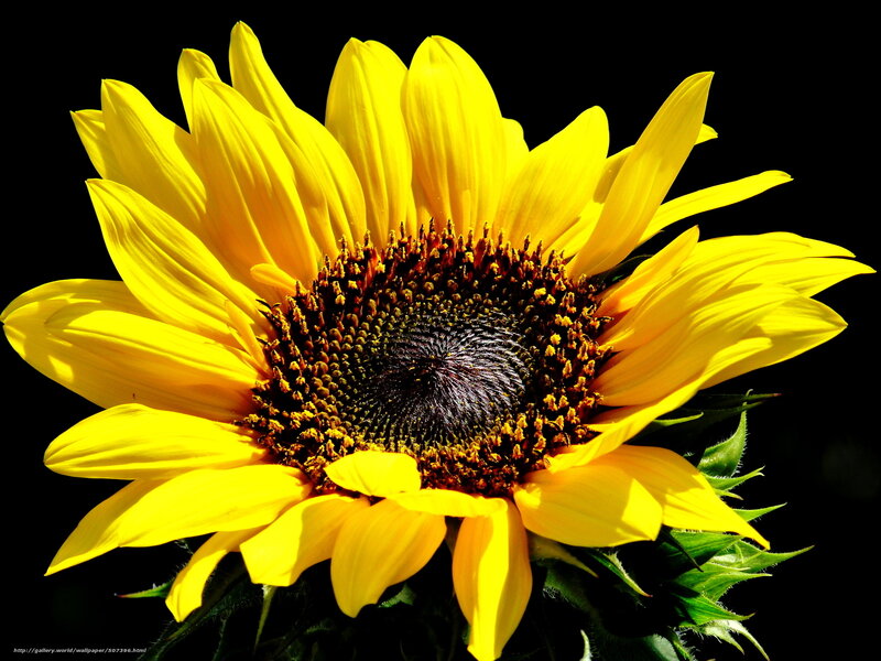Sunflower in bright sunlight