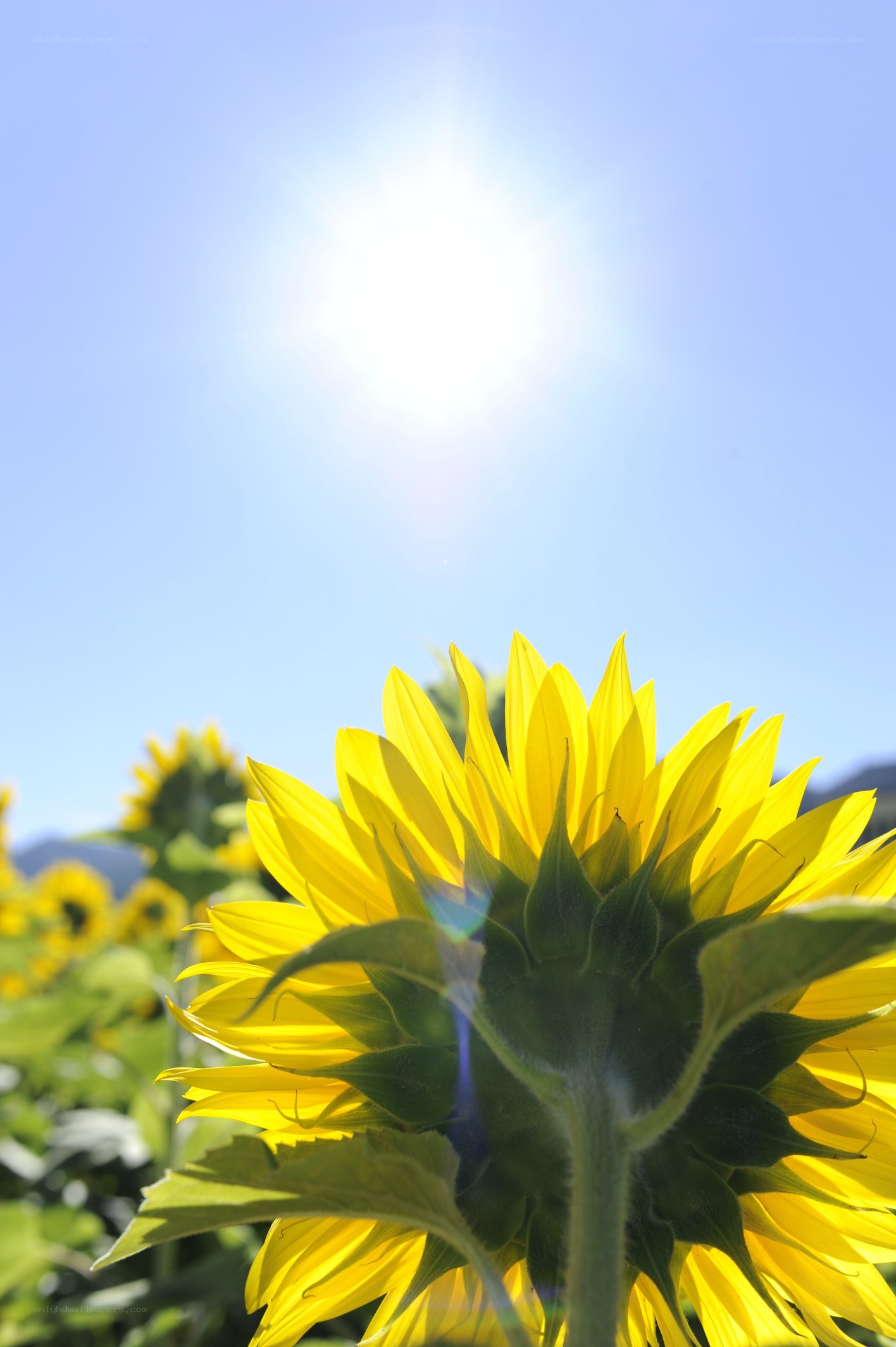 Sunflower in bright sunlight