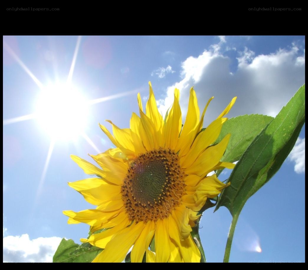 Sunflower in bright sunlight