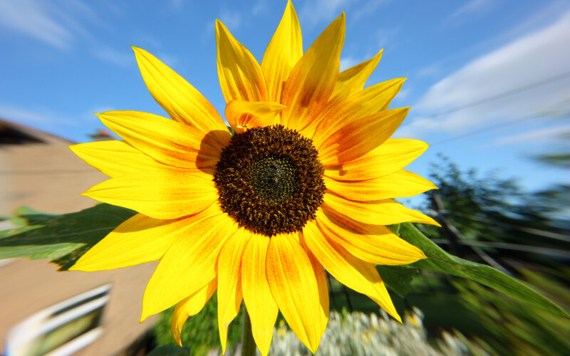 Sunflower in bright sunlight