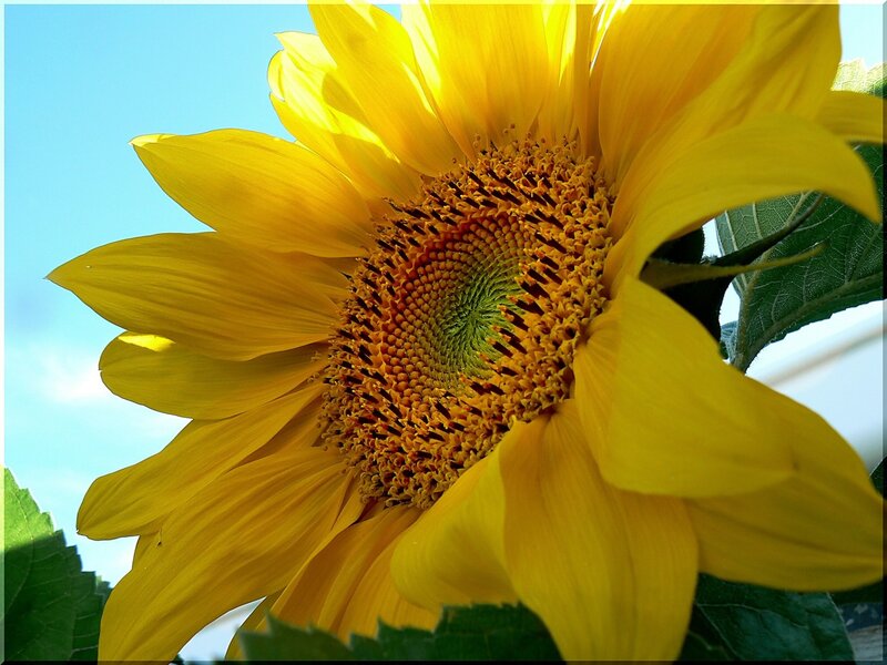 Sunflower in bright sunlight