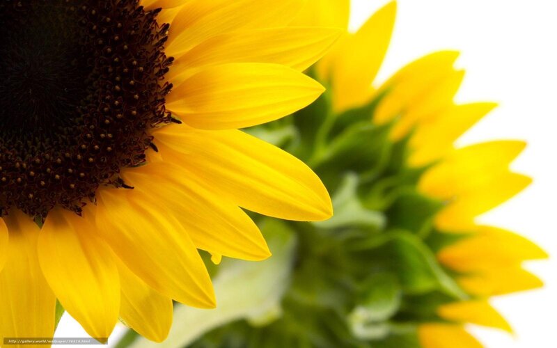 Sunflower in bright sunlight
