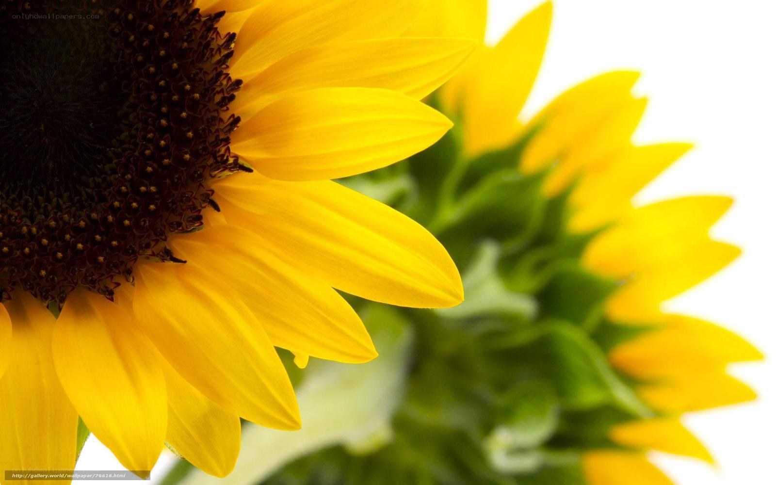 Sunflower in bright sunlight