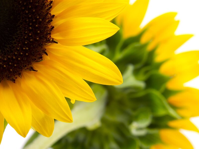 Sunflower in Close-up — Yellow, Bright, Summer