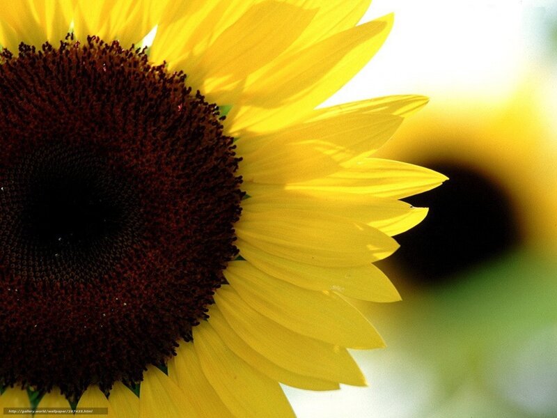 Sunflower in Close-up — Yellow