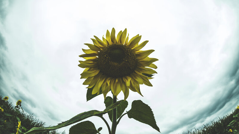 Sunflower in Cloudy Sky