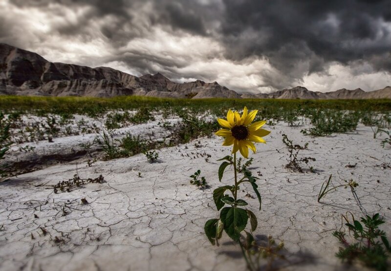 Sunflower in Cracked Earth