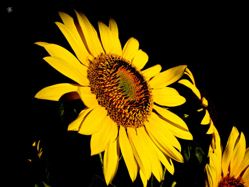 Sunflower in Dark Background