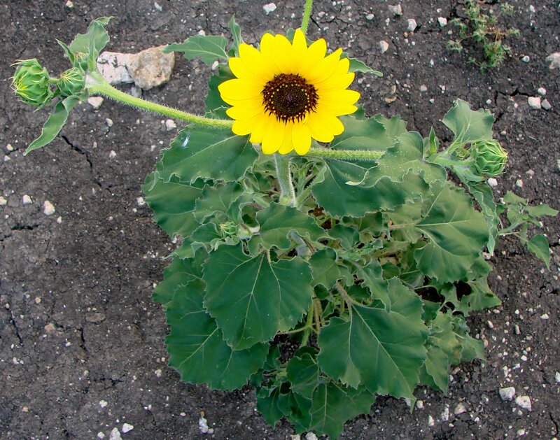 Sunflower in dry soil