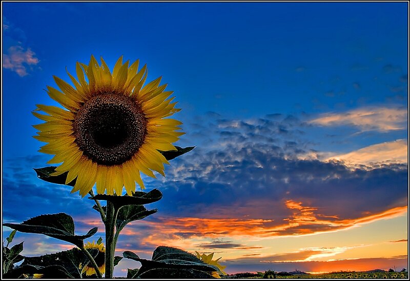 Sunflower in Field — Blue, Dramatic