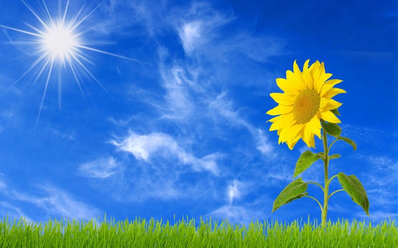 Sunflower in Field — Blue, Serene, Afternoon