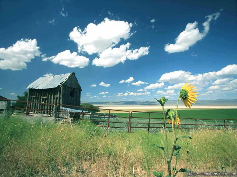 Sunflower in Field — Blue, Serene