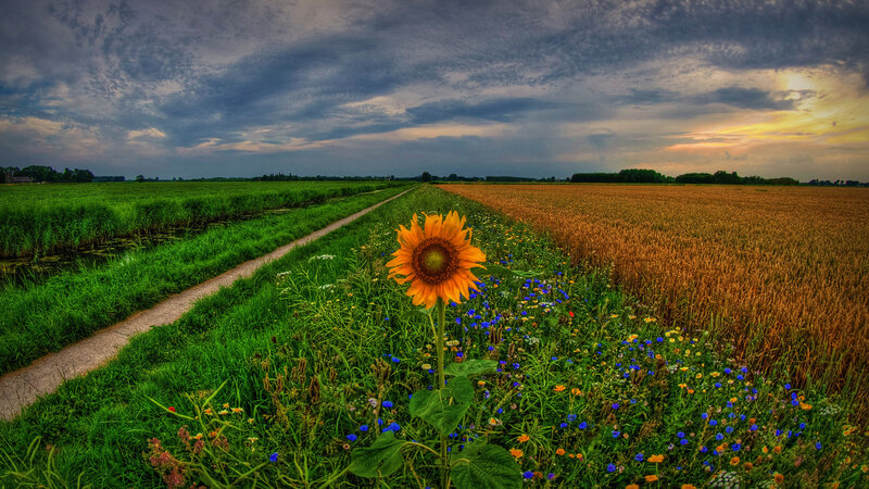 Sunflower in Field — Green, Dramatic, Sunset