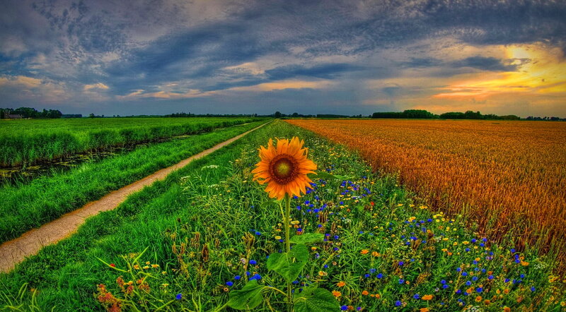 Sunflower in Field — Green, Dramatic