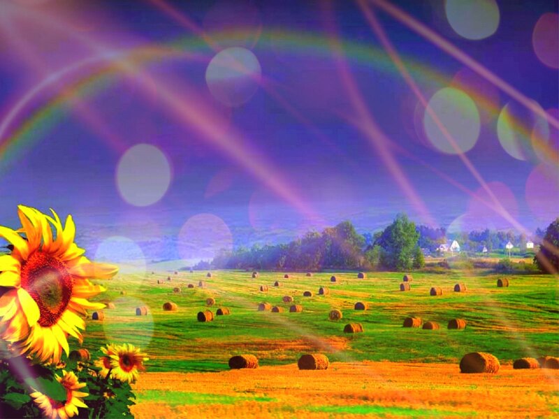 Sunflower in Field — Green, Dreamy