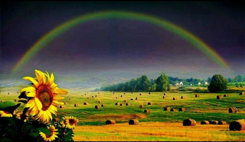 Sunflower in Field — Green, Serene, Afternoon