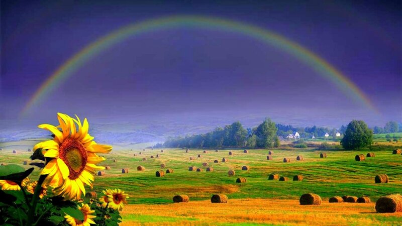 Sunflower in Field — Green, Serene
