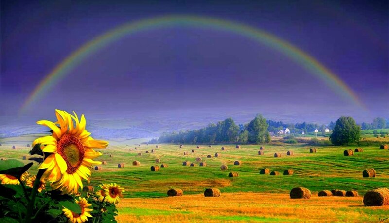 Sunflower in Field — Green