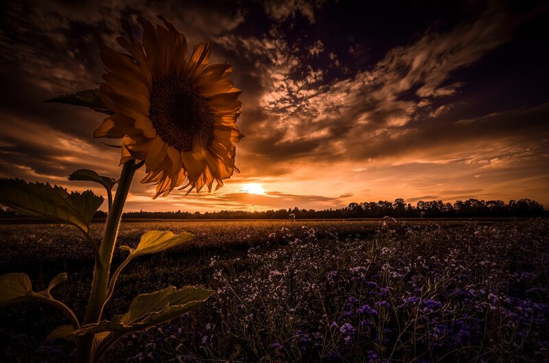 Sunflower in Field — Orange, Dramatic