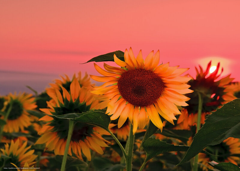 Sunflower in Field — Orange, Serene
