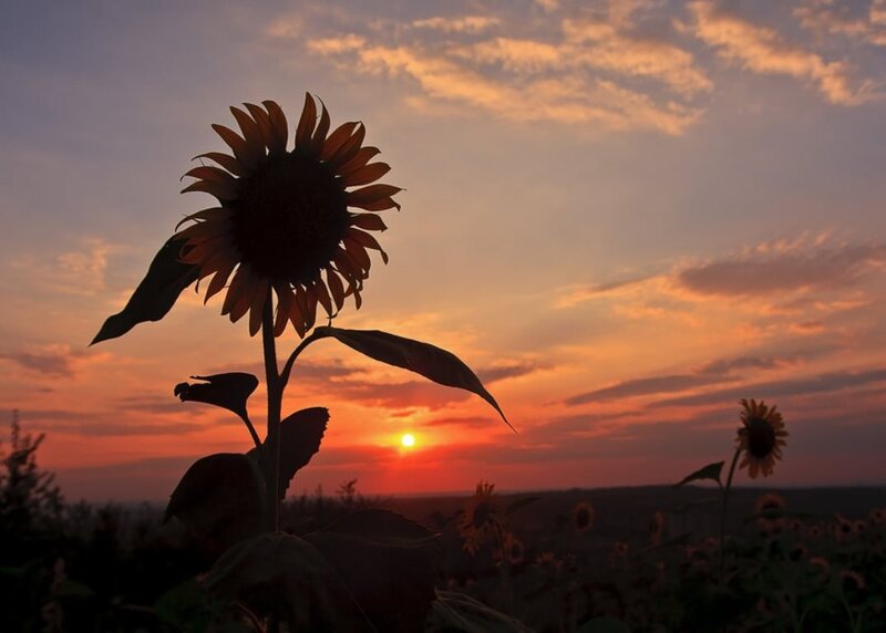 Sunflower in Field — Orange