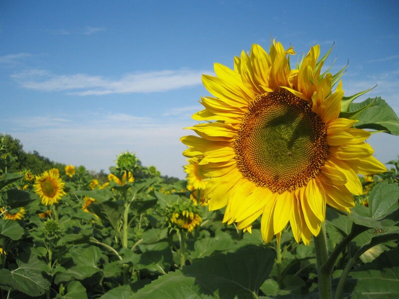 Sunflower in Field — Serene, Green Leaves
