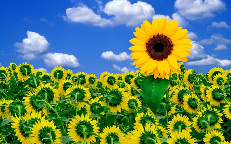 Sunflower in Field — Serene, Sky