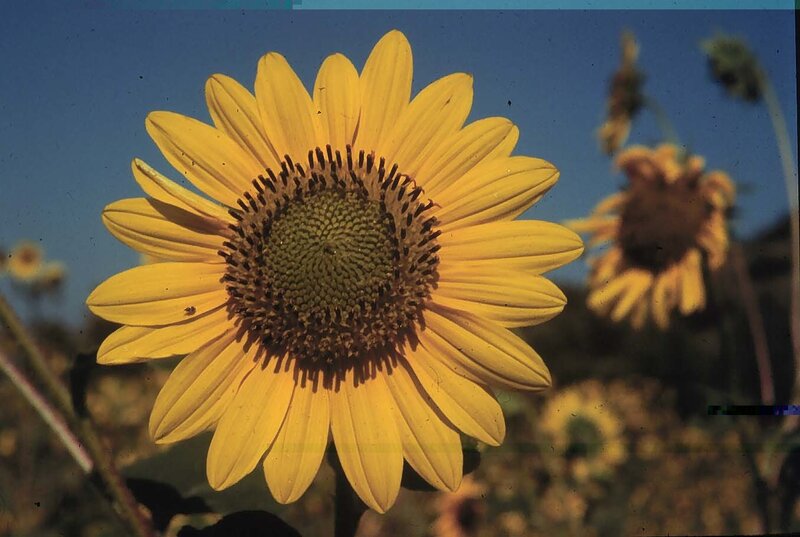 Sunflower in Field