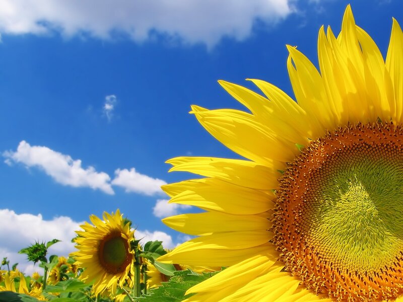 Sunflower in Field — White