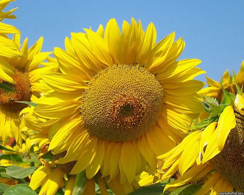 Sunflower in Field — Yellow, Bright, Afternoon, Photograph, Blue Sky