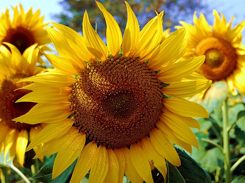 Sunflower in Field — Yellow, Bright, Afternoon, Photograph, Flowers