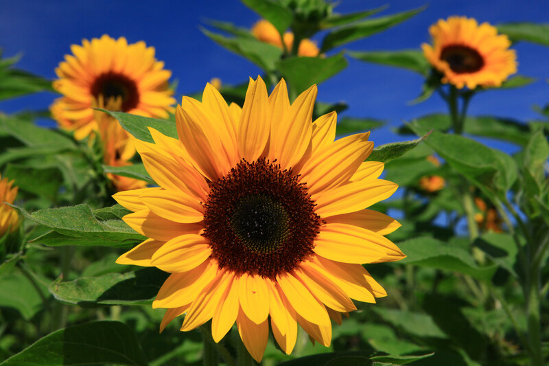 Sunflower in Field — Yellow, Bright, Afternoon, Photograph, Green Leaves, Blue Sky