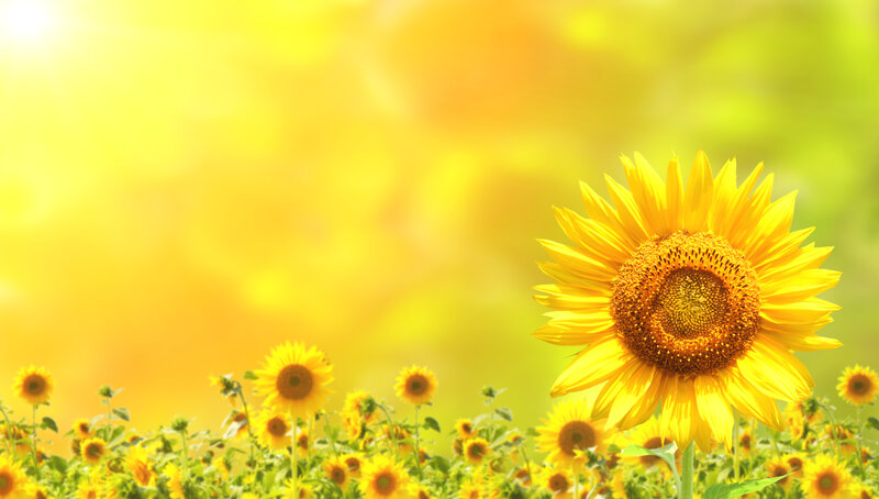 Sunflower in Field — Yellow, Bright, Afternoon, Photograph, Sky, Greenery