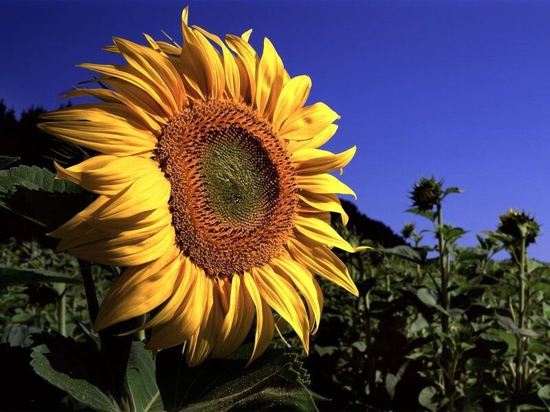 Sunflower in Field — Yellow, Bright, Afternoon, Photograph, Sky, Plants