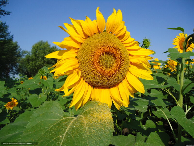 Sunflower in Field — Yellow, Bright, Afternoon, Photograph, Sky, Trees