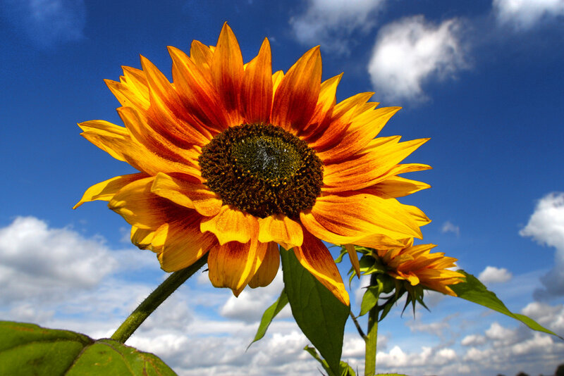 Sunflower in Field — Yellow, Bright, Afternoon