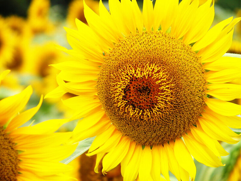 Sunflower in Field — Yellow, Bright, Summer