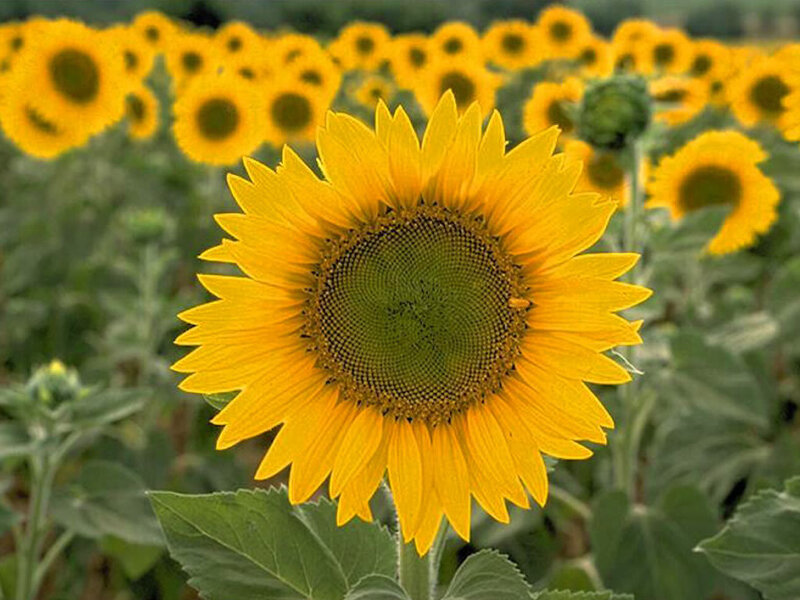 Sunflower in Field — Yellow, Calm