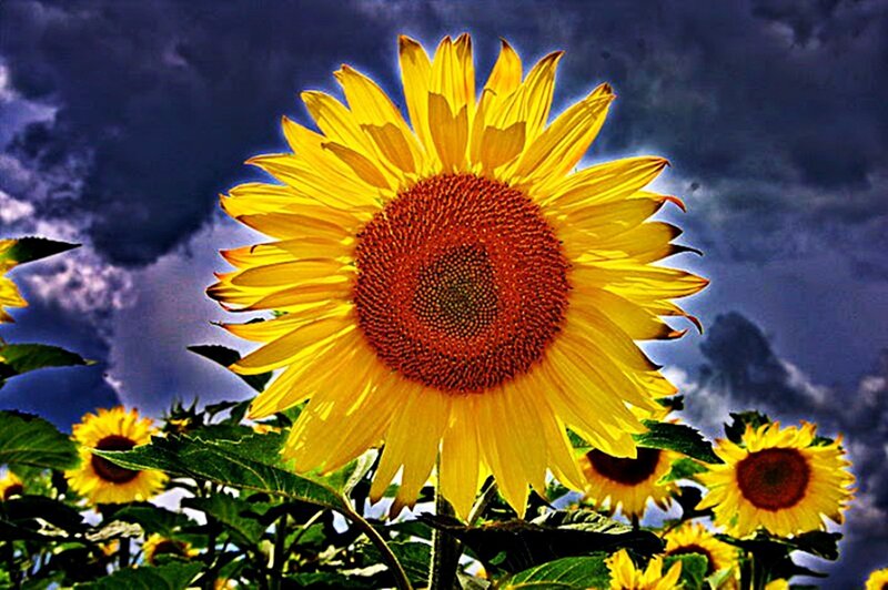 Sunflower in Field — Yellow, Dramatic, Afternoon, Photograph, Clouds, Green Leaves